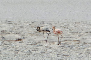 Flamingos in der Laguna Tebenquiche