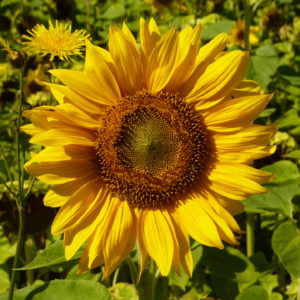 Sonnenblume am Nahe-Radweg