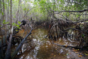 Mangroven zwischen der Praia do Sul und der Praia do Leste, Ilha Grande