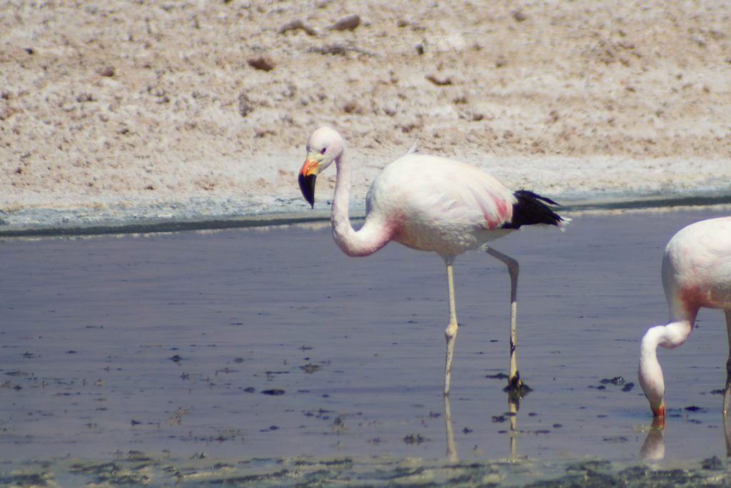 Flamingo in der Laguna Chaxa