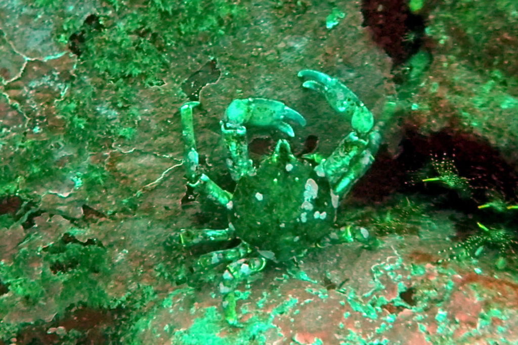 Krabbe am Meeresboden