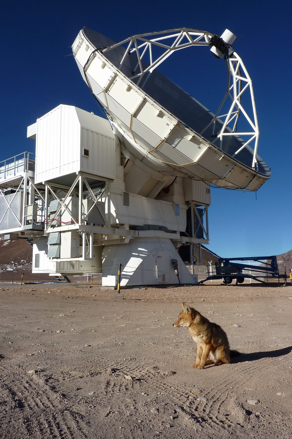 Tierischer Besuch am Teleskop